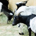 bisnis peternakan kambing