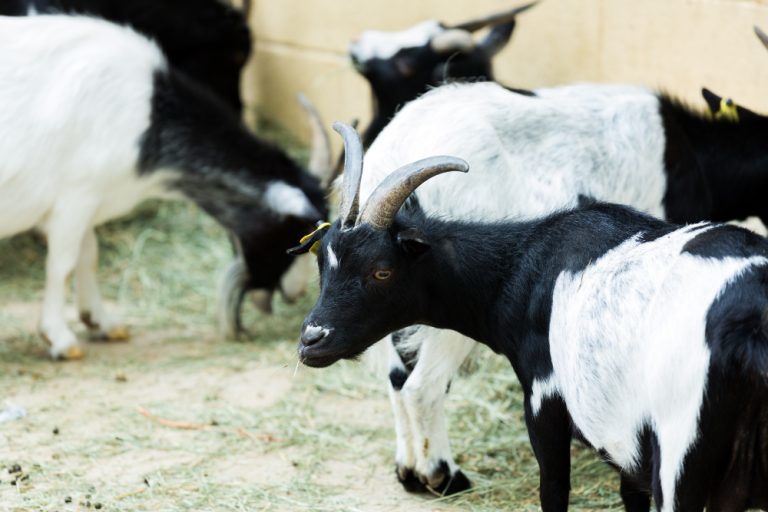 bisnis peternakan kambing