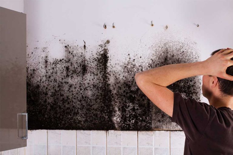 black mold