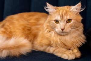 Kucing Maine Coon
