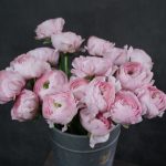 Ranunculus