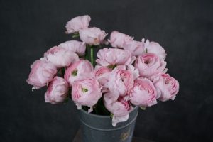 Ranunculus