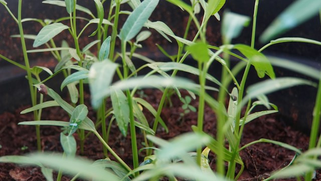 Budidaya kangkung